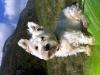 Immagine Westie