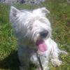 Immagine Westie