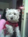 Immagine Westie