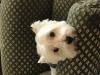 Immagine Westie