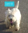 Immagine Westie