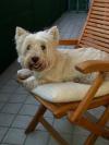 Immagine Westie