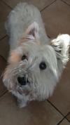 Immagine Westie
