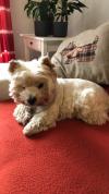 Immagine Westie