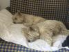 Immagine Westie