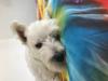 Immagine Westie
