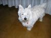 Immagine Westie