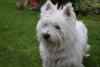 Immagine Westie