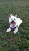 Immagine Westie