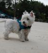 Immagine Westie