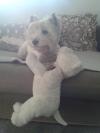 Immagine Westie