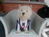 Immagine Westie