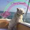 Immagine Westie