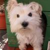 Immagine Westie