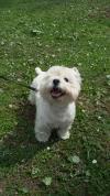 Immagine Westie