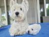 Immagine Westie