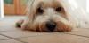 Immagine Westie