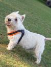 Immagine Westie
