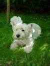 Immagine Westie
