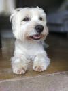 Immagine Westie