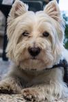 Immagine Westie