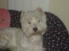 Immagine Westie