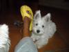 Immagine Westie