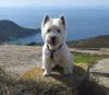 Immagine Westie