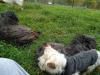 Immagine Westie