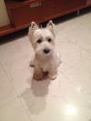 Immagine Westie
