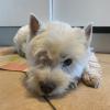 Immagine Westie