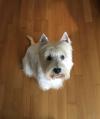 Immagine Westie