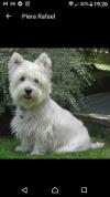 Immagine Westie