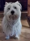 Immagine Westie