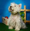 Immagine Westie