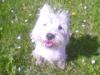 Immagine Westie