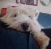 Immagine Westie