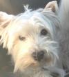Immagine Westie