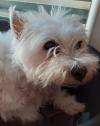Immagine Westie