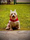 Immagine Westie