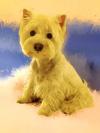 Immagine Westie