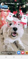 Immagine Westie