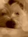 Immagine Westie