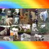 Immagine Westie