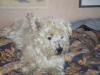 Immagine Westie