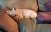 Immagine Westie