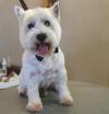 Immagine Westie