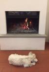 Immagine Westie