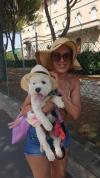 Immagine Westie