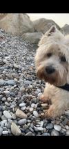 Immagine Westie